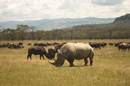 Lake Nakuru Safari: Discover Rhinos and Flamingos on a 2-Day Adventure