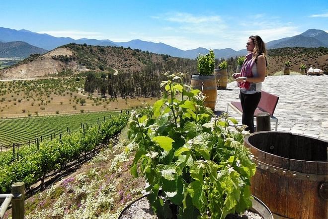 Exclusive Seven-Day Wine Tour through Chile and Argentina's Premier Vineyards