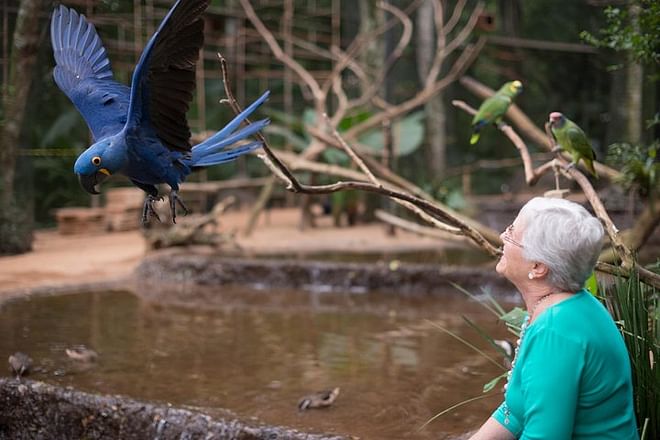 Exclusive Brazilian Adventure: Itaipu Dam Exploration, Bird Park Discovery, and Iguassu Falls Experience