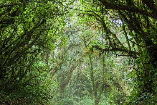 Enchanted Costa Rican Forest Exploration