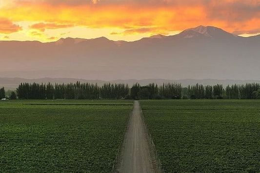 Explore Mendoza: 4-Day Adventure through Fine Wines and Breathtaking Landscapes