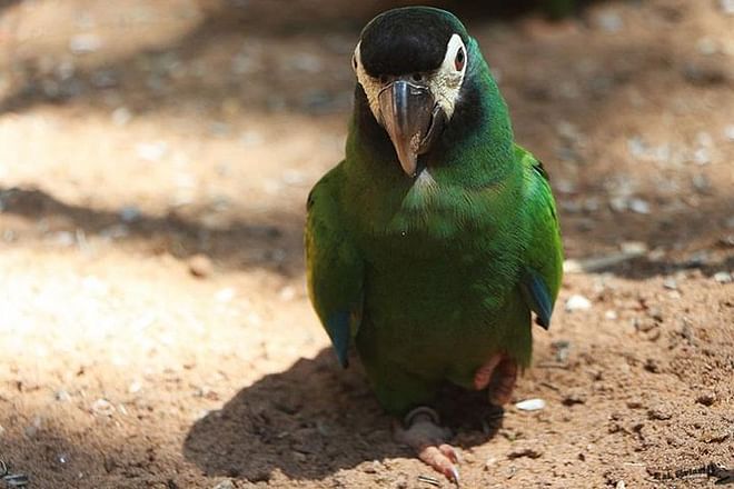 Discover Iguassu Falls: Brazilian Side Adventure with Exclusive Bird Park Tour and IGU Airport Transfer