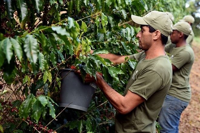 Coffee Plantation Adventure: From Bean to Cup - Including Breakfast, Lunch, & Tasting Session