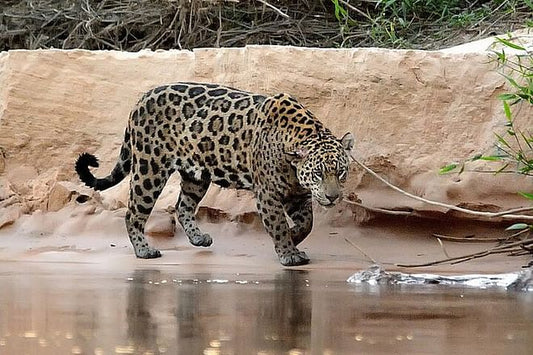 Six-Day North Pantanal Adventure: In Search of the Jaguar
