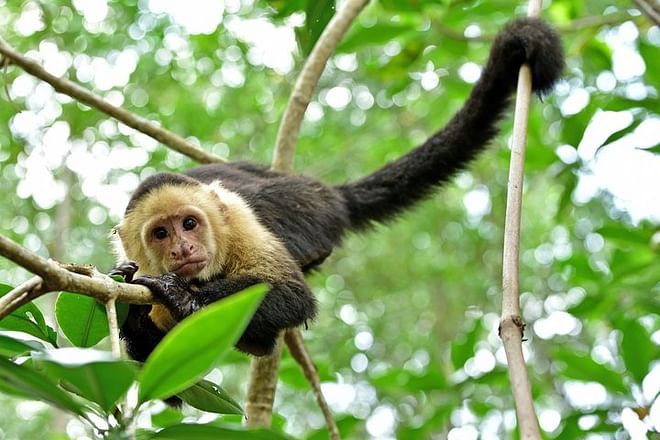 Costa Rica Discovery Tour: 10 Days Exploring Tropical Paradise