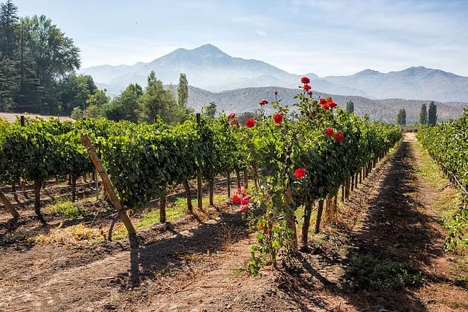 Exclusive Seven-Day Wine Tour through Chile and Argentina's Premier Vineyards