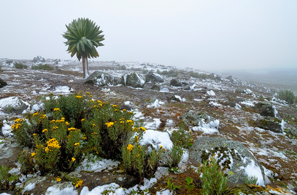Discover the Bale Mountains: 4-Day Trekking Journey through a National Park