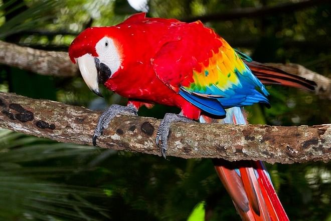 Explore the Heart of Costa Rica: 6 Days and 5 Nights of Pura Vida Adventure