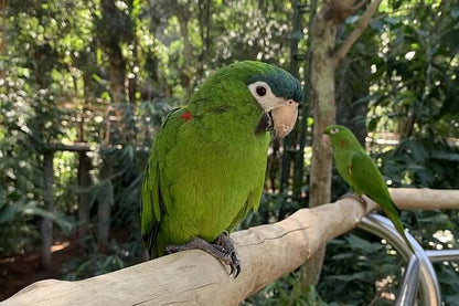 Exclusive Bird Park and Iguazu Falls Tour - Discover Brazil's Wonders from Gran Meliá Hotel
