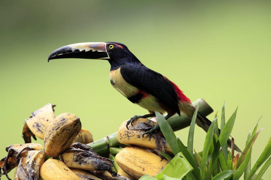 Explore Tropical Costa Rica: A 7-Day Adventure
