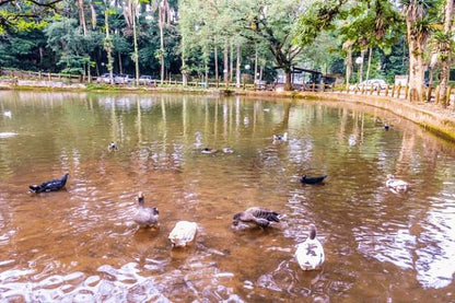 Discover Jaraguá Park: Memorable Eco Hike Amidst São Paulo's Vibrant Rainforest Scenery