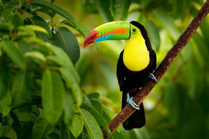 Explore the Heart of Costa Rica: 6 Days and 5 Nights of Pura Vida Adventure