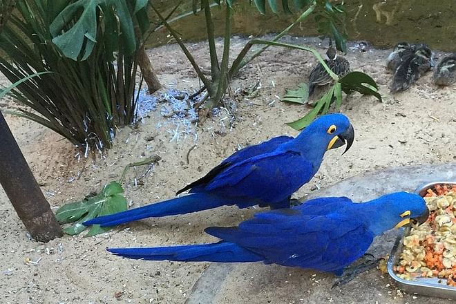 Discover Iguassu Falls: Brazilian Side Adventure with Exclusive Bird Park Tour and IGU Airport Transfer