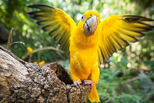 Exclusive Private Tour: Explore the Majestic Iguassu Falls and the Enchanting Bird Park in Brazil