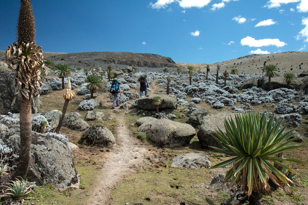 Discover the Bale Mountains: 4-Day Trekking Journey through a National Park