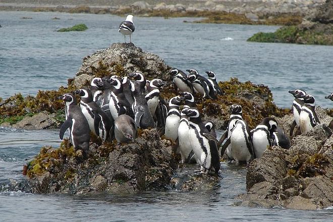 Luxury Full-Day Excursion to Chiloe Island, Ancud, and Penguin Colony