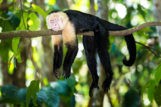 Costa Rica's Untamed Jungles and Hidden Mountains Adventure
