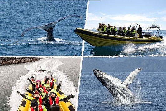 Reykjavik Bay Speedboat Excursion: The Ultimate Whale Watching Adventure in Iceland