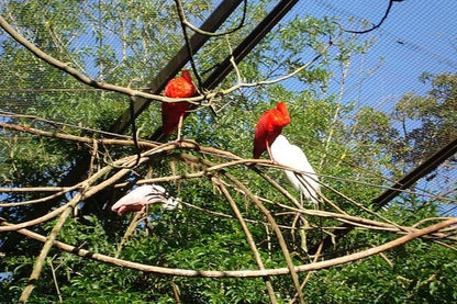 Exclusive Gran Meliá Iguazú Tour: Discover Iguassu Falls from Brazil, Explore the Bird Park and Embark on the Macuco Safari