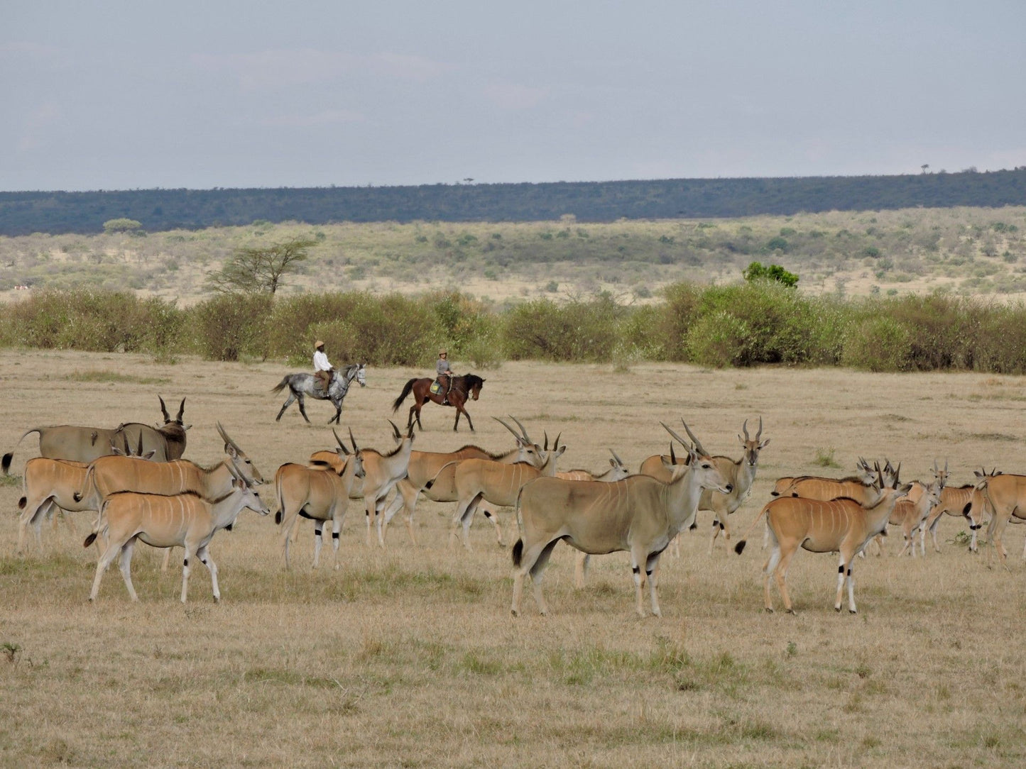 Maasai Mara Horseback Safari Experience