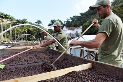 Coffee Plantation Adventure: From Bean to Cup - Including Breakfast, Lunch, & Tasting Session