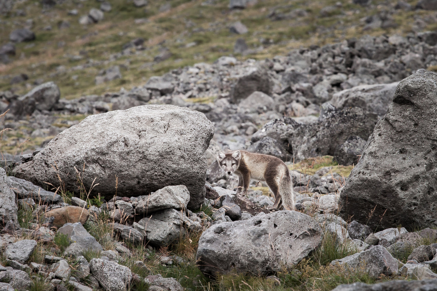 Wildlife Exploration Adventure: A Journey into the Backcountry