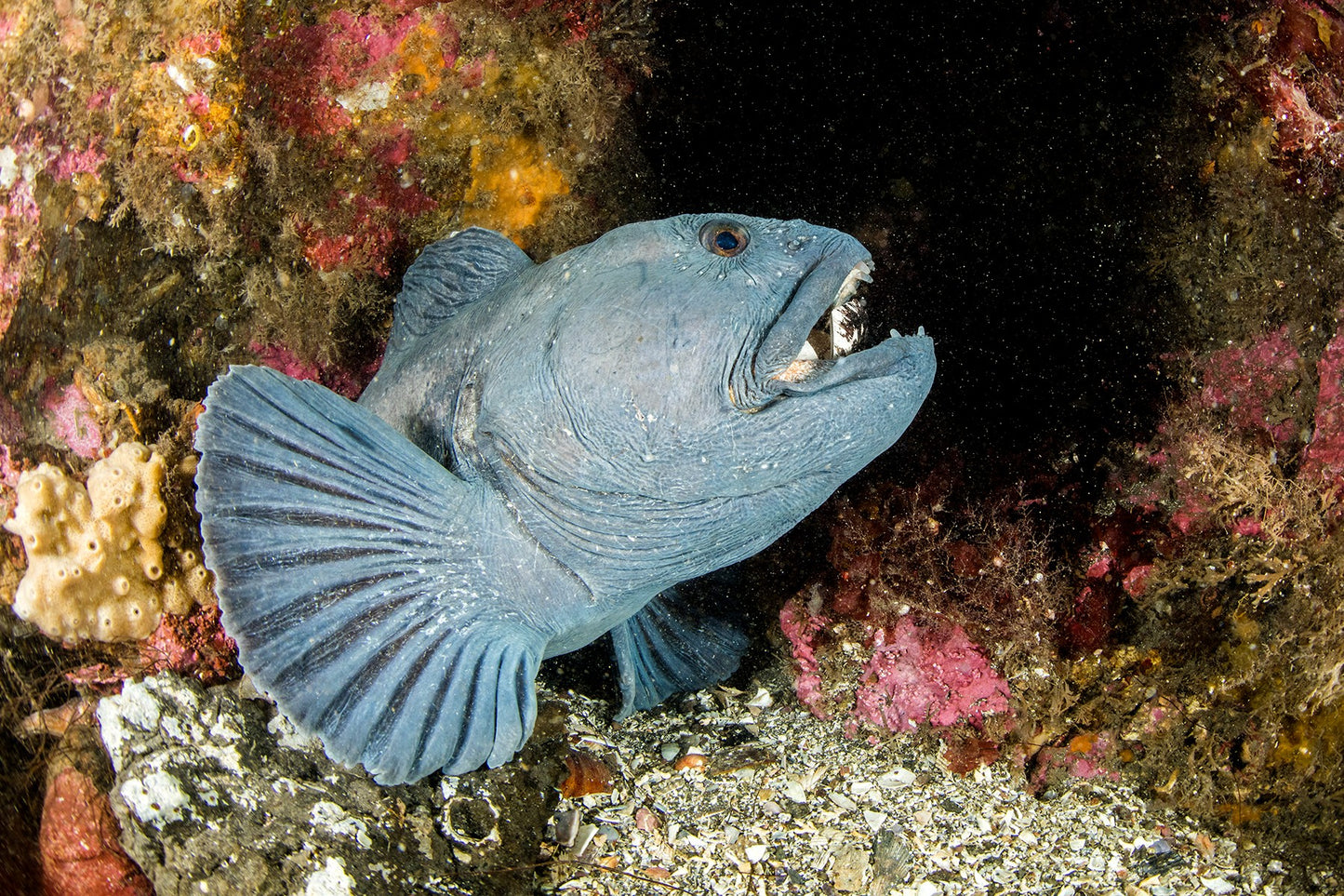 Ocean and Bjarnagjá Dive Adventure Combo