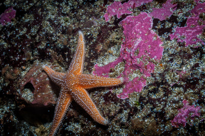 Ocean and Bjarnagjá Dive Adventure Combo