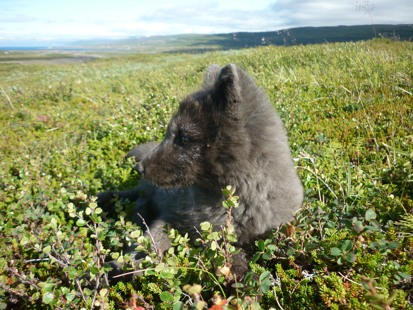 Wildlife Exploration Adventure: A Journey into the Backcountry