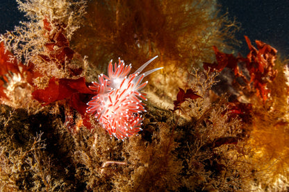 Ocean and Bjarnagjá Dive Adventure Combo