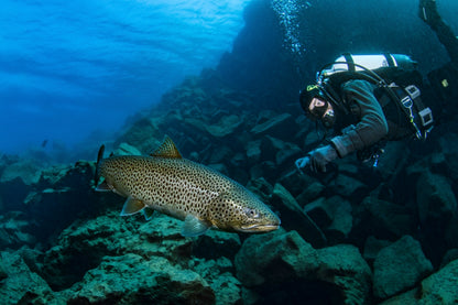Discover Davidsgja: An Iceland Dive Tour of the Underwater Wonder