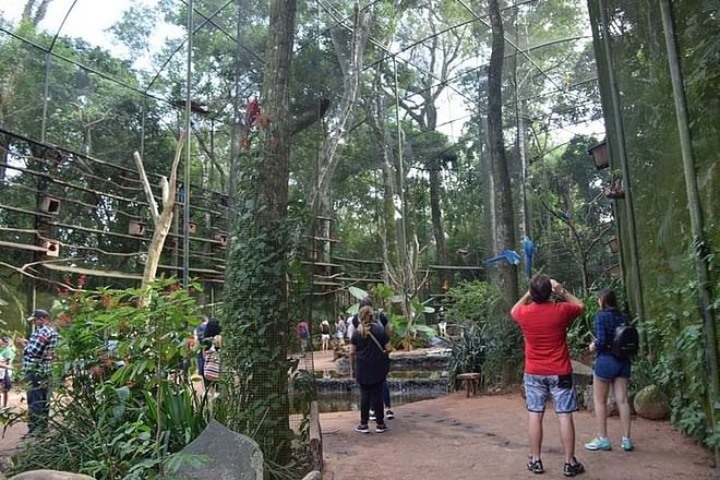 Iguassu Falls and Bird Park Adventure with Round-Trip Airport Transfer to IGU