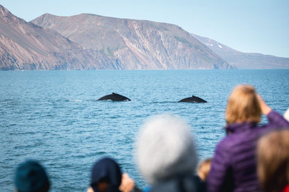 Husavik Ultimate Sea Expedition: Whale Watching and Sandoy Snorkeling Adventure