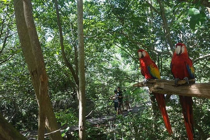 Iguassu Falls and Bird Park Adventure with Round-Trip Airport Transfer to IGU